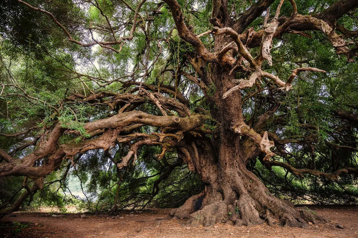 Five Overlooked British Fairy Tales and Their Origins